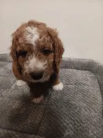 Crush, a male Goldendoodle for sale in Montello, WI – 1 of 5
