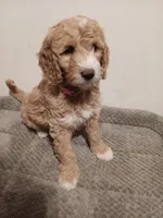 Dory, a female Goldendoodle for sale in Montello, WI – 5 of 5
