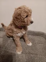 Dory, a female Goldendoodle for sale in Montello, WI – 3 of 5