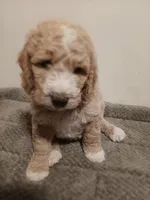 Hank, a male Goldendoodle for sale in Montello, WI – 3 of 3