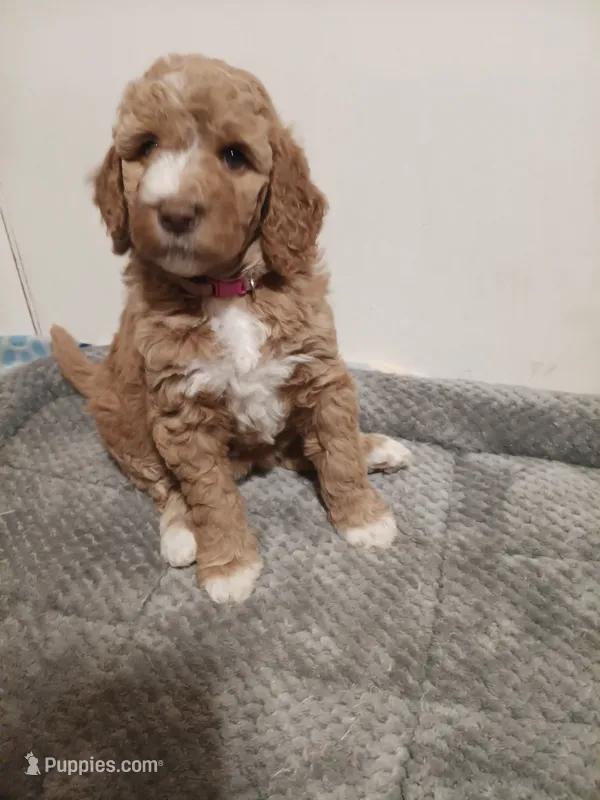 Peaches  – Goldendoodle puppy for sale in Montello, WI