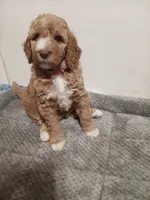 Peaches , a female Goldendoodle for sale in Montello, WI – 1 of 4