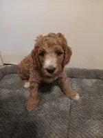 Caramel, a male Poodle - Standard  and Springer Doodle for sale in Montello, WI – 3 of 3