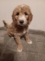 Dory, a female Goldendoodle for sale in Montello, WI – 2 of 5