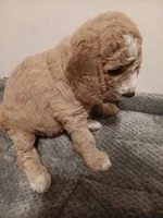 Pearl, a female Goldendoodle for sale in Montello, WI – 5 of 5