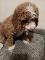 Gerald, a male Goldendoodle for sale in Montello, WI – 3 of 4