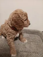 Sheldon, a male Goldendoodle for sale in Montello, WI – 3 of 6