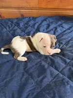 processed/df2de42d-8950-4ebb-9a2a-ec927e99cc4a/listing/28dda084-70ab-4097-9fb5-d12241a9524f/245ab330-f38e-4dca-995e-37ad4110b39a