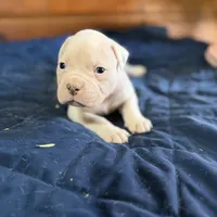 Tank, a male American Bulldog for sale in Massillon, OH – Photo 2 of 7
