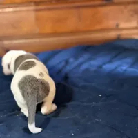 Tank, a male American Bulldog for sale in Massillon, OH – Photo 4 of 7