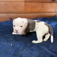 Tank, a male American Bulldog for sale in Massillon, OH – Photo 3 of 7
