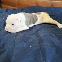 Tank, a male American Bulldog for sale in Massillon, OH – Photo 6 of 7