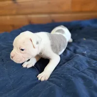 Tank, a male American Bulldog for sale in Massillon, OH – Photo 5 of 7