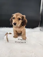 Maverick, a male Miniature Dachshund for sale in Ava, MO – 4 of 7