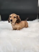 Maverick, a male Miniature Dachshund for sale in Ava, MO – 7 of 7