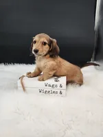Maverick, a male Miniature Dachshund for sale in Ava, MO – 2 of 7