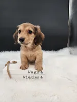Maverick, a male Miniature Dachshund for sale in Ava, MO – 6 of 7