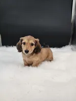 Maverick, a male Miniature Dachshund for sale in Ava, MO – 1 of 7
