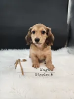 Maverick, a male Miniature Dachshund for sale in Ava, MO – 3 of 7