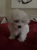 Snowy, a male Maltipoo for sale in Scottsville, KY – Photo 2 of 4