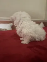 Snowy, a male Maltipoo for sale in Scottsville, KY – Photo 4 of 4