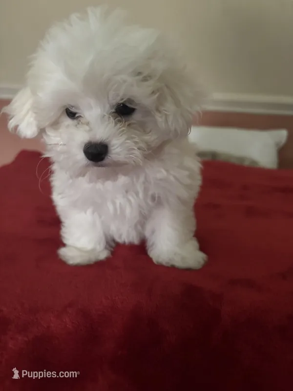 Snowy – Maltipoo puppy for sale in Scottsville, KY