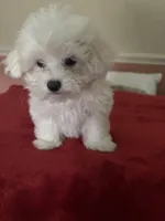Snowy, a male Maltipoo for sale in Scottsville, KY – Photo 1 of 4