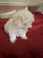 Snowy, a male Maltipoo for sale in Scottsville, KY – Photo 3 of 4