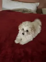 Ebony, a male Maltipoo for sale in Scottsville, KY – Photo 4 of 4