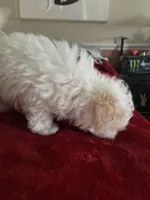 Ebony, a male Maltipoo for sale in Scottsville, KY – Photo 3 of 4