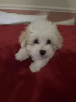 Ebony, a male Maltipoo for sale in Scottsville, KY – Photo 2 of 4