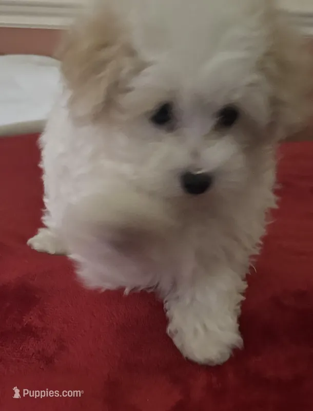Ebony – Maltipoo puppy for sale in Scottsville, KY