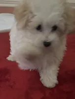 Ebony, a male Maltipoo for sale in Scottsville, KY – Photo 1 of 4