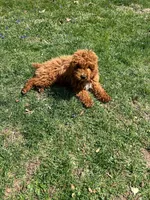 Jackie , a male Poodle - Miniature  for sale in Mexico, MO – Photo 4 of 5