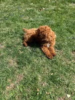 Jackie , a male Poodle - Miniature  for sale in Mexico, MO – Photo 5 of 5
