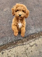 Jackie , a male Poodle - Miniature  for sale in Mexico, MO – Photo 2 of 5