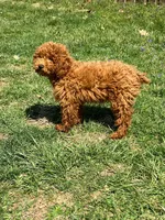 Jackie , a male Poodle - Miniature  for sale in Mexico, MO – Photo 3 of 5