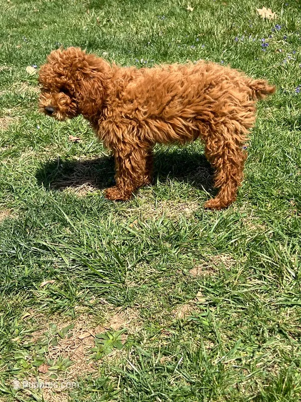 Jackie  – Poodle - Miniature  puppy for sale in Mexico, MO