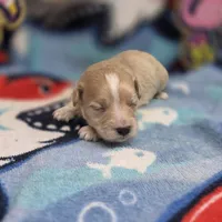 Babygirl M A, a male Maltipoo for sale in Vinemont, AL – 1 of 4