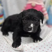 Bella F C, a female Australian Shepherd and Poodle - Standard  for sale in Vinemont, AL – 1 of 1