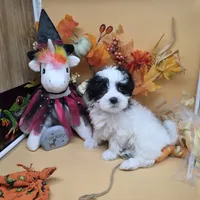 Brazils F C, a female Maltipoo for sale in Vinemont, AL – 2 of 4