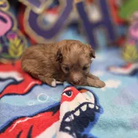 Dahlia F A, a female Pomapoo for sale in Vinemont, AL – 2 of 5