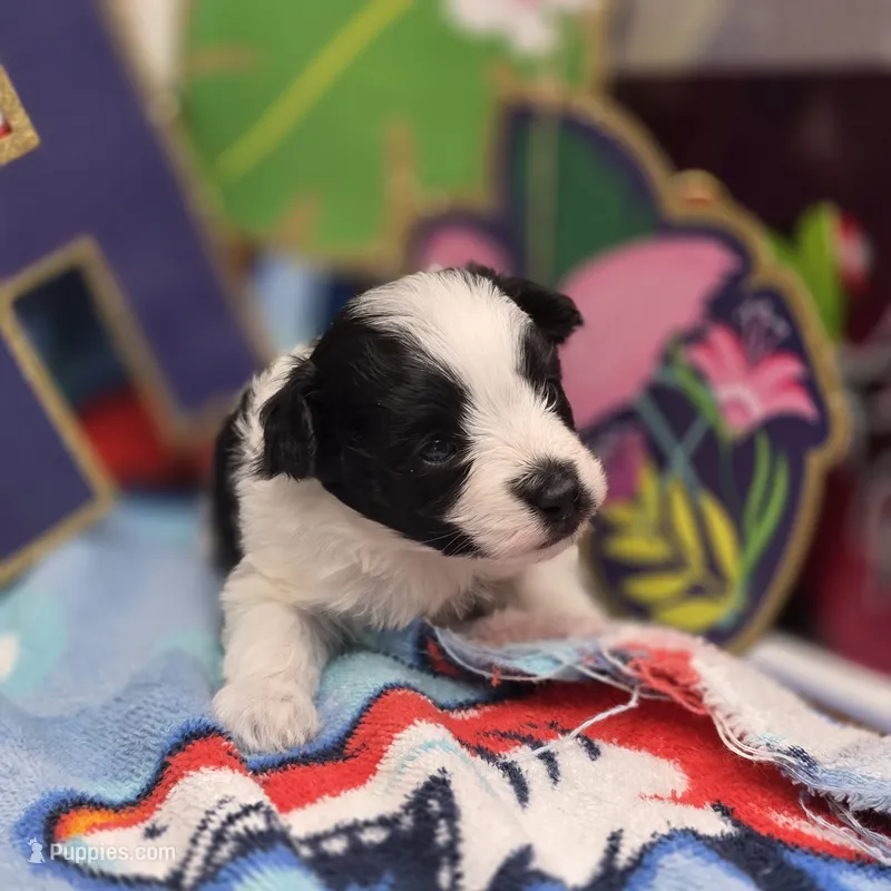 Dahlia M B – Pomapoo puppy for sale in Vinemont, AL