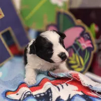 Dahlia M B, a male Pomapoo for sale in Vinemont, AL – 1 of 5