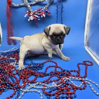 Ting Tang F B, a female Pug for sale in Vinemont, AL – 4 of 5