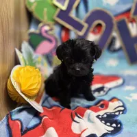 MiLu F, a female Yorkipoo for sale in Vinemont, AL – 3 of 4