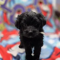 MiLu M A, a male Yorkipoo for sale in Vinemont, AL – 2 of 4