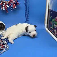Traycee F, a female Havanese for sale in Vinemont, AL – 4 of 4
