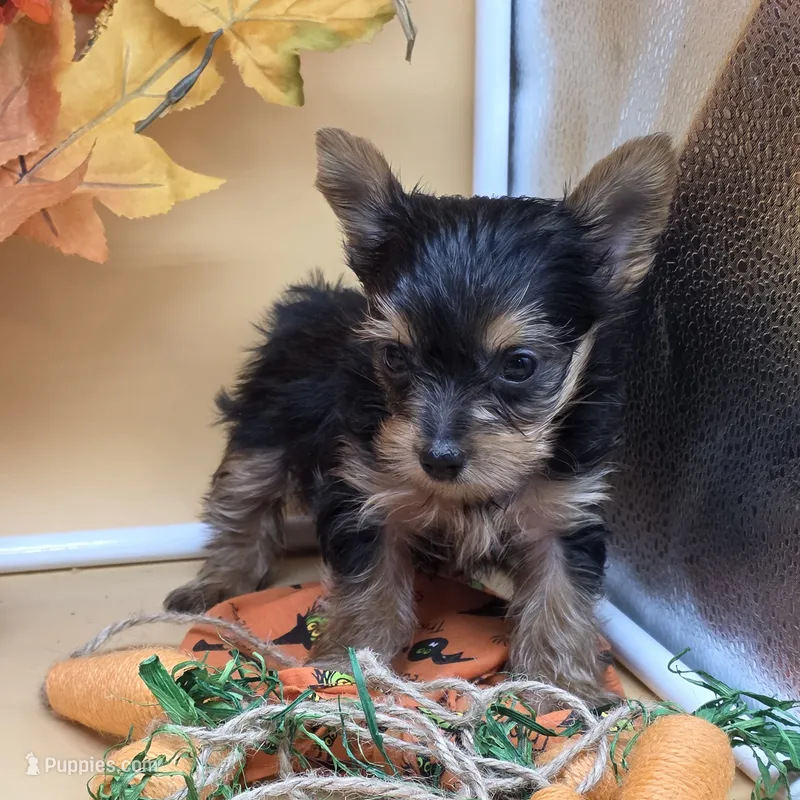 Luna F C – Yorkshire Terrier puppy for sale in Vinemont, AL