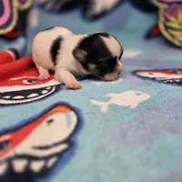 Cotton Candy's M, a male Maltese and Papillon for sale in Vinemont, AL – 4 of 4